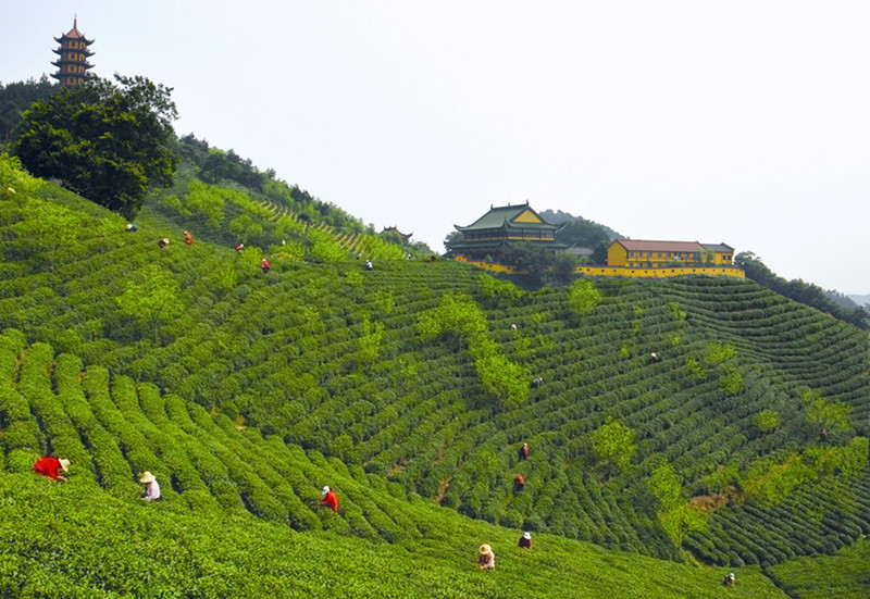 自去年8月份以来,独山镇党委,政府结合当地实际,把茶谷建设与旅游产业