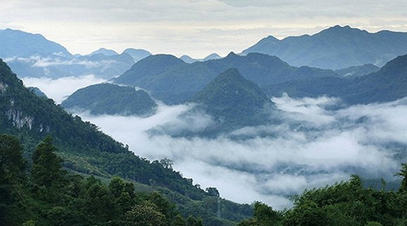 临沧:除了冰岛,昔归,更是世界茶基因库